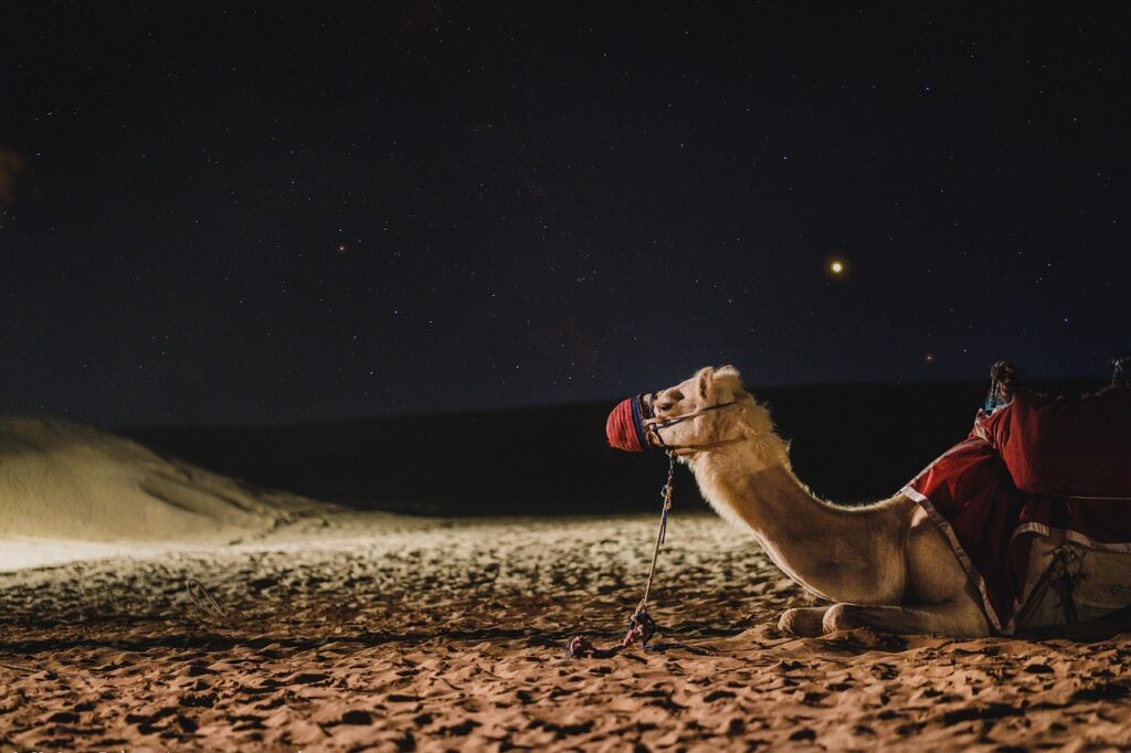 camel ride dubai